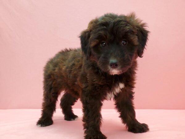 Miniature Australian Shepherd/Poodle DOG Male Brown 21567 Petland Las Vegas, Nevada