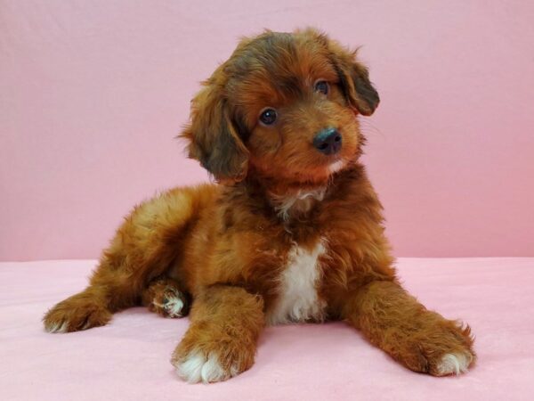 Miniature Australian Shepherd/Poodle DOG Male Red 21566 Petland Las Vegas, Nevada