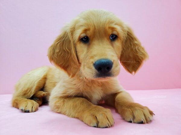 Golden Retriever DOG Female Golden 21571 Petland Las Vegas, Nevada