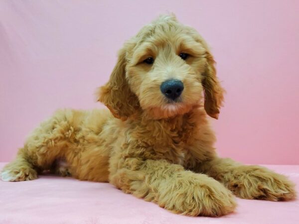 F1B Goldendoodle DOG Male Golden 21573 Petland Las Vegas, Nevada