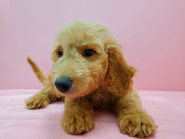 F1B Goldendoodle DOG Male Golden 21574 Petland Las Vegas, Nevada