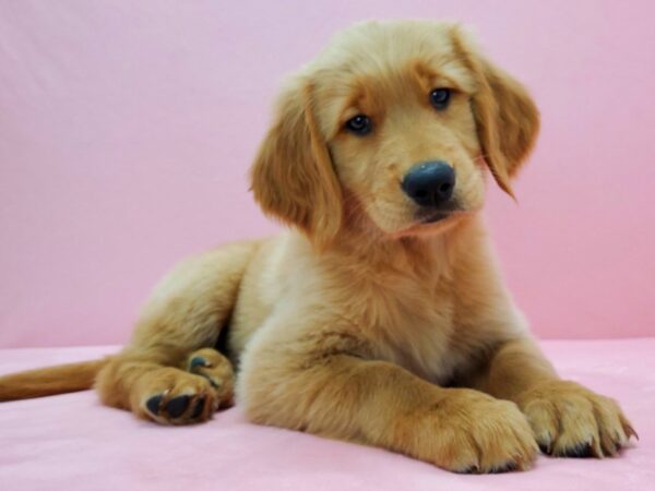 Golden Retriever DOG Female Golden 21572 Petland Las Vegas, Nevada