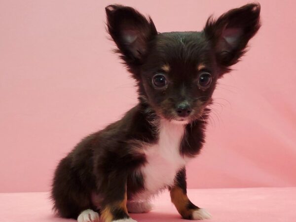 Chihuahua DOG Female Black and Tan 21592 Petland Las Vegas, Nevada