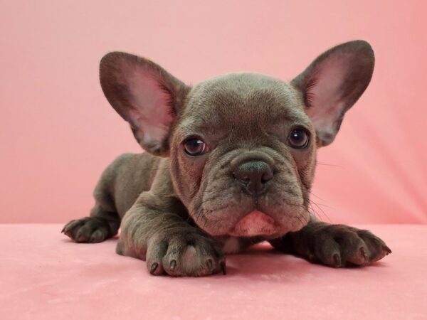 French Bulldog DOG Male Blue 21593 Petland Las Vegas, Nevada