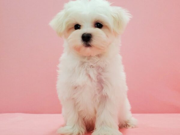 Maltese DOG Male White 21582 Petland Las Vegas, Nevada