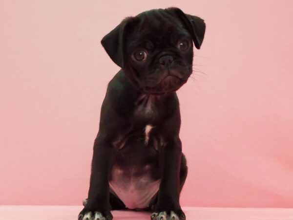 Pug DOG Female Black 21584 Petland Las Vegas, Nevada