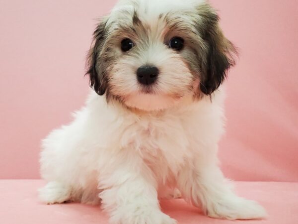 Havanese DOG Female Gold Sable 21579 Petland Las Vegas, Nevada