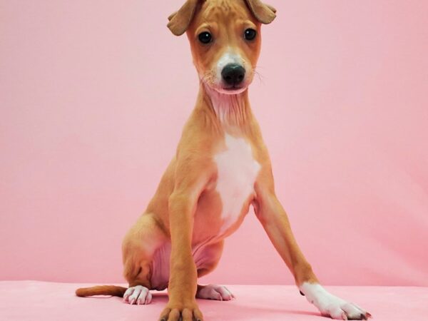 Italian Greyhound DOG Male Fawn 21580 Petland Las Vegas, Nevada