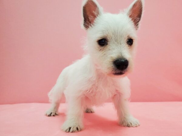 West Highland White Terrier DOG Female White 21576 Petland Las Vegas, Nevada