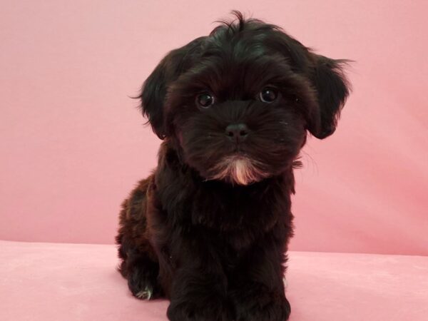 Bichon Frise/Shih Tzu DOG Female Black 21578 Petland Las Vegas, Nevada