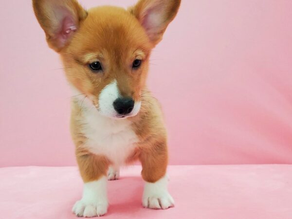 Pembroke Welsh Corgi DOG Male Red 21583 Petland Las Vegas, Nevada