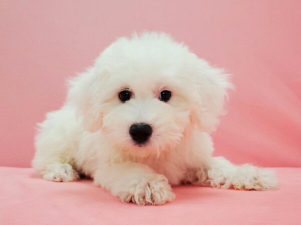 Bichon Frise DOG Female White 21589 Petland Las Vegas, Nevada