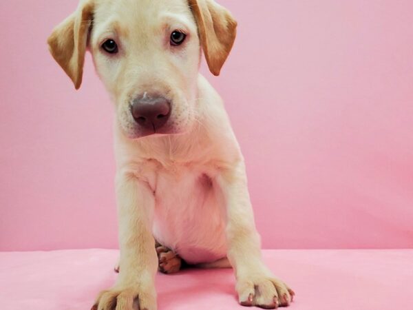 Labrador Retriever DOG Female Yellow 21581 Petland Las Vegas, Nevada