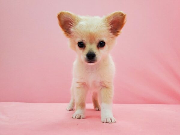 Chihuahua DOG Male Cream 21591 Petland Las Vegas, Nevada