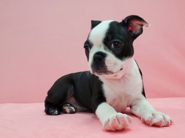 Boston Terrier DOG Female Black 21590 Petland Las Vegas, Nevada