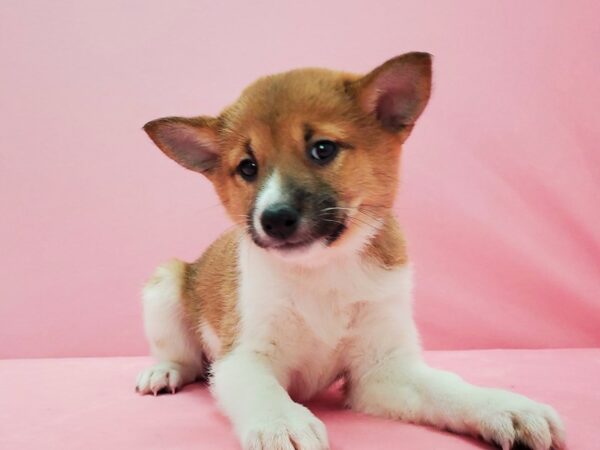 Shiba Inu DOG Female Red and White 21587 Petland Las Vegas, Nevada