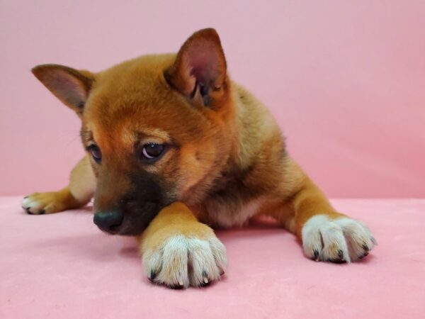 Shiba Inu DOG Female Red Sesame 21588 Petland Las Vegas, Nevada