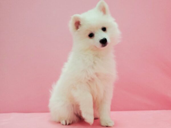 American Eskimo Dog DOG Female White 21575 Petland Las Vegas, Nevada