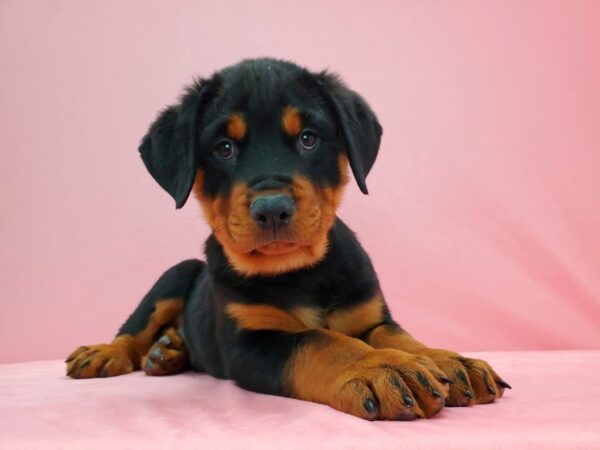 Rottweiler DOG Male Black and Rust 21586 Petland Las Vegas, Nevada