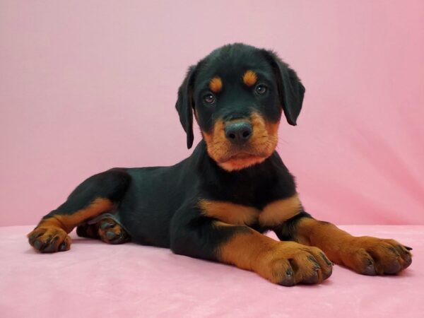 Rottweiler DOG Female Black and Rust 21585 Petland Las Vegas, Nevada