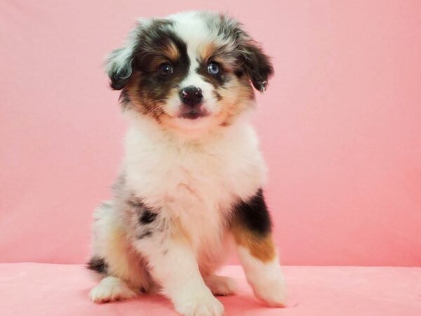 Miniature Australian Shepherd DOG Male Blue Merle 21594 Petland Las Vegas, Nevada