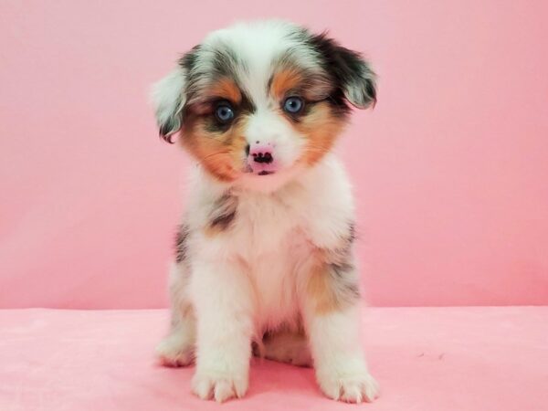 Miniature Australian Shepherd DOG Male Blue Merle 21595 Petland Las Vegas, Nevada