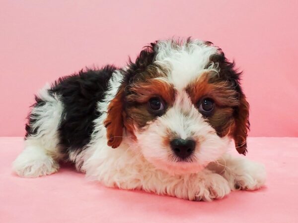 Cavalier King Charles Spaniel/Poodle DOG Male White Black / Tan 21600 Petland Las Vegas, Nevada