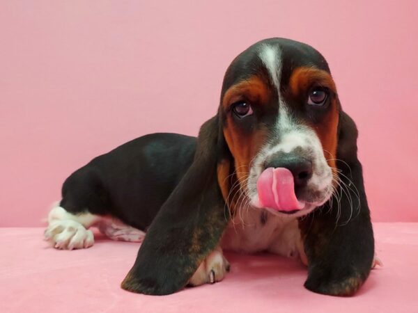 Basset Hound DOG Male Black White / Tan 21596 Petland Las Vegas, Nevada