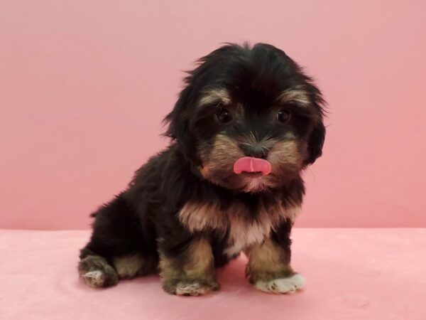 Havanese DOG Female Black / Tan 21597 Petland Las Vegas, Nevada