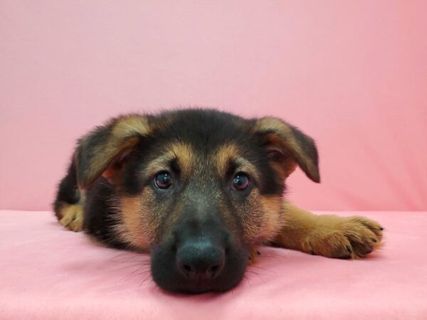 German Shepherd Dog DOG Male Black / Tan 21602 Petland Las Vegas, Nevada