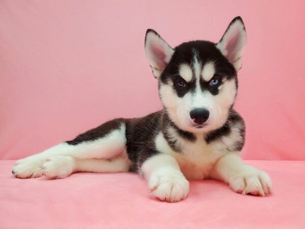 Siberian Husky DOG Female Black / White 21598 Petland Las Vegas, Nevada