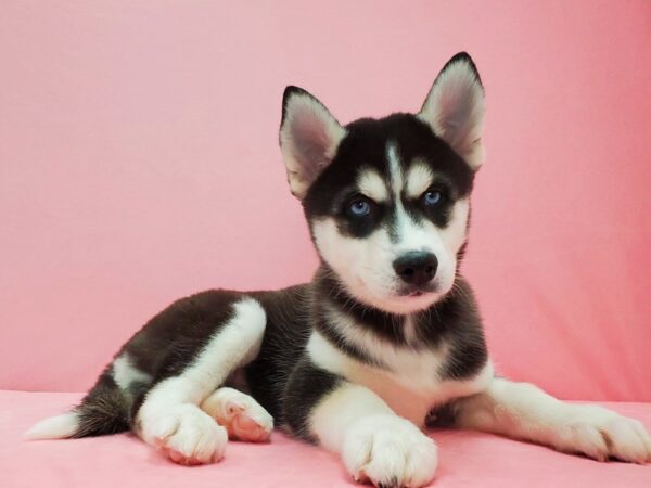 Siberian Husky DOG Female Black / White 21599 Petland Las Vegas, Nevada