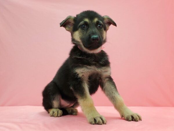 German Shepherd Dog DOG Female Black / Tan 21601 Petland Las Vegas, Nevada