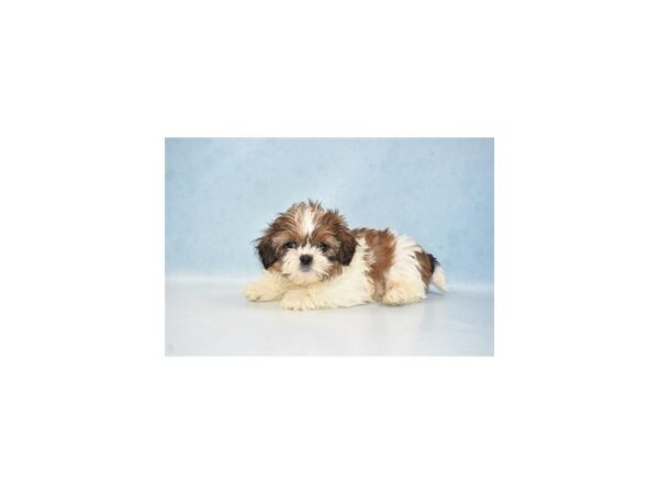 Shih Tzu DOG Male Gold and White 21609 Petland Las Vegas, Nevada