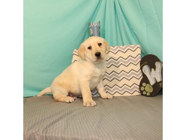 Labrador Retriever DOG Male Yellow 21627 Petland Las Vegas, Nevada