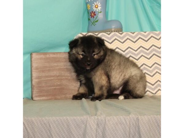 Keeshond DOG Male Silver / Black 21626 Petland Las Vegas, Nevada