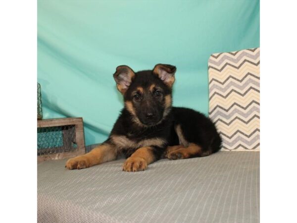 German Shepherd Dog DOG Female Black / Tan 21629 Petland Las Vegas, Nevada