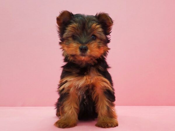 Yorkshire Terrier DOG Female Black and Gold 21612 Petland Las Vegas, Nevada