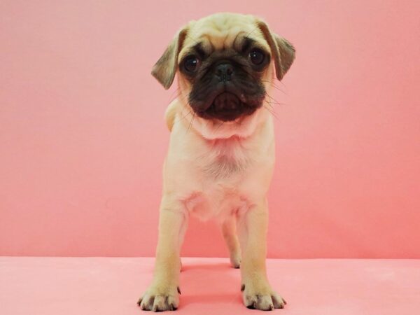 Pug DOG Female Fawn 21608 Petland Las Vegas, Nevada