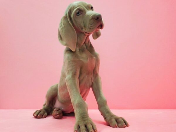 Weimaraner-DOG-Female-Silver Grey-21611-Petland Las Vegas, Nevada