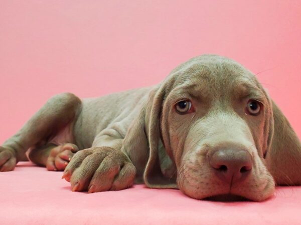 Weimaraner DOG Male Silver Grey 21610 Petland Las Vegas, Nevada