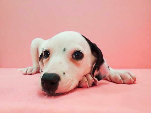 Dalmatian-DOG-Female-White and Black-21617-Petland Las Vegas, Nevada