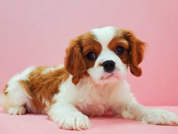 Cavalier King Charles Spaniel DOG Male Blenheim 21619 Petland Las Vegas, Nevada