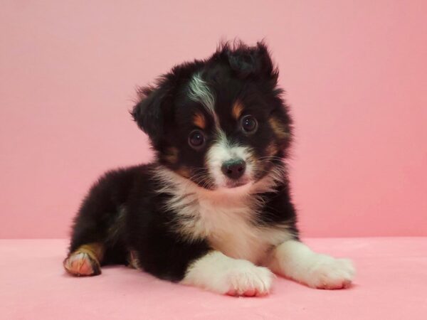 Miniature Australian Shepherd DOG Female Black White and Brown 21615 Petland Las Vegas, Nevada