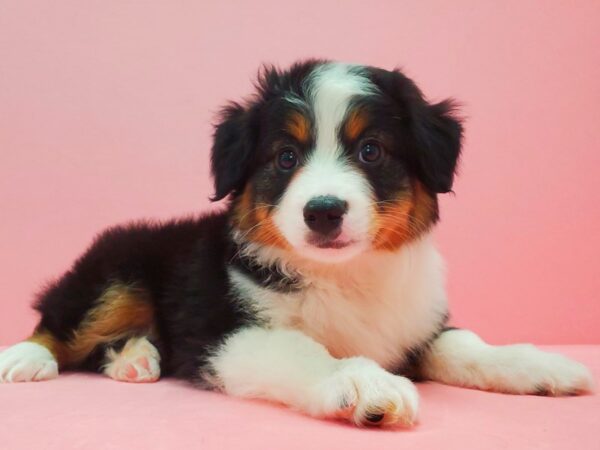 Miniature Australian Shepherd DOG Male Black White and Brown 21616 Petland Las Vegas, Nevada