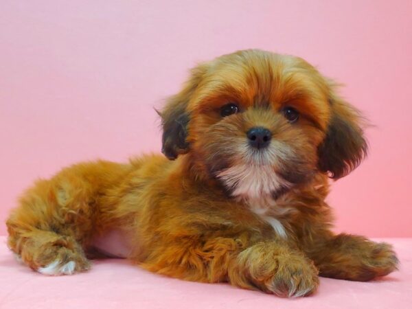 Lhasa Apso DOG Female Red Gold 21605 Petland Las Vegas, Nevada