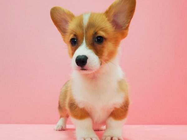 Pembroke Welsh Corgi DOG Male Red 21606 Petland Las Vegas, Nevada