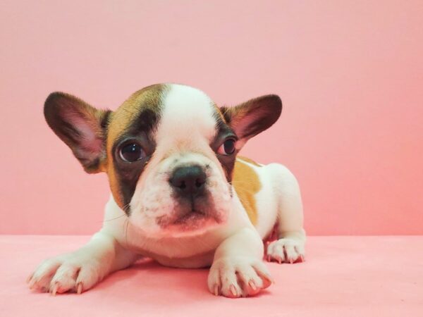 French Bulldog DOG Female Fawn and White 21618 Petland Las Vegas, Nevada