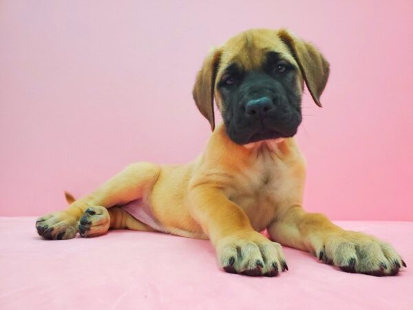 English Mastiff DOG Female Apricot 21614 Petland Las Vegas, Nevada