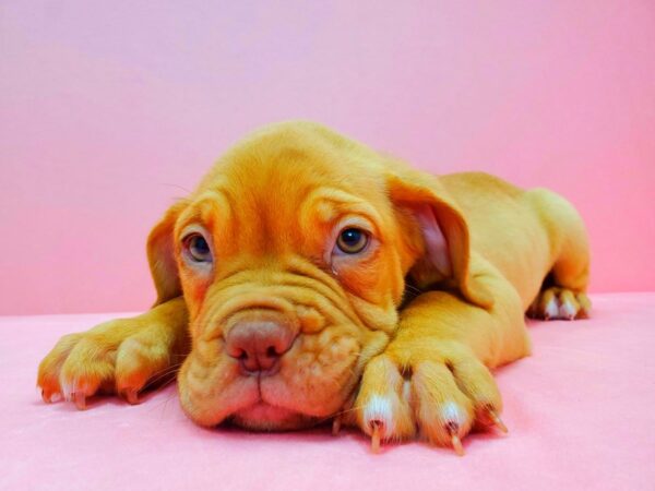 Dogue De Bordeaux-DOG-Male-Red-21613-Petland Las Vegas, Nevada